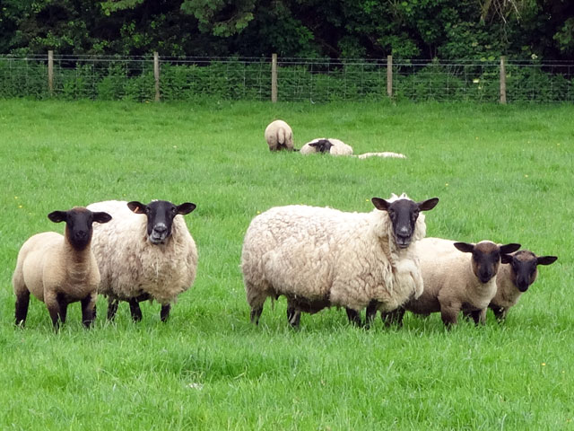 Over moorddadige schapen en het nut van oeverloos naar buiten staren